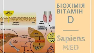 Біохімія. Вітамін D