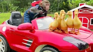 Baby monkey Bim Bim helps and take care of five little ducks in the cave || Baby monkey Bim Bim