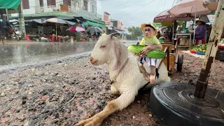 Difficult Journey of CUTIS Takes Goat To Harvest cucumbers for street vendors😭