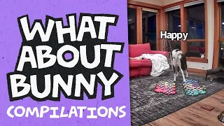 Bunny Loves Dad | Bunny The Talking Dog Compilations | 3.3.22