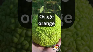 Osage Orange: Exploring the Unique Characteristics of the Hedge Apple