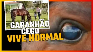 Garanhão fica cego e reaprende a viver!