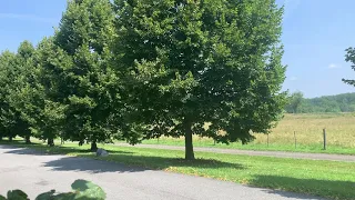 Structural Pruning of Linden Trees in NY