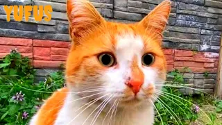 FEEDING a Group of 10 STRAY CATS - Cute Cats Video | YUFUS