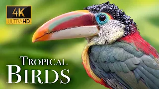 Tropical Birds In 4k - Beautiful Bird Sounds Of Rainforest | Jungle Sounds | Scenic Relaxation Film