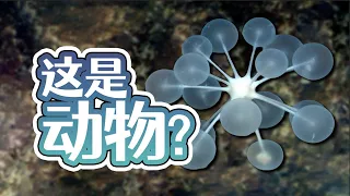 【鬼谷说】海绵：轮回引渡人