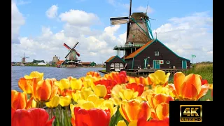 Holland Flower tour 2021 Kingsday 4K passing Keukenhof 荷兰花道4K郁金香