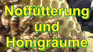 Notfütterung und Honigräume