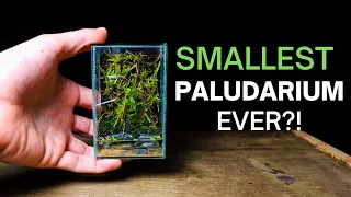 How To Make a MICRO Paludarium!