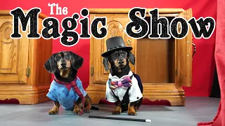 Ep 6: The Magic Show - Funny Dogs Put on Cute Magic Show