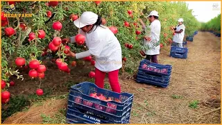 World's Most Expensive Agricultural Technology Farm: Pomegranate Cultivation And Harvesting