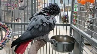 Archie  Congo African Grey