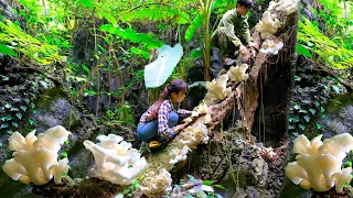 Ep 93 : Harvest wild mushrooms. Find medicinal plants in the forest - Build free life