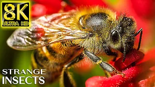 Strange Insects on Earth in 8K ULTRA HD - Animals The Planet with REAL Nature Sounds