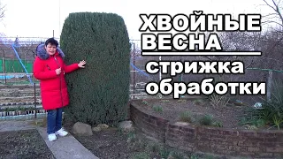 Чем обработать хвойные весной от болезней и вредителей  Не затягивайте с обработками