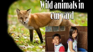 Wild animals in our yard!Are they dangerous or friendly?