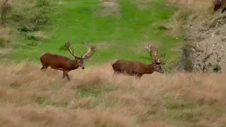 Red Stag Double drop tyne giant 500+ inches with New Zealand Safaris