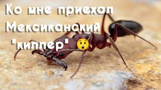 Odontomachus Clarus  "Мексиканский киллер"