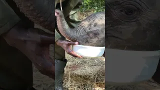 An elephant fact you'll never forget