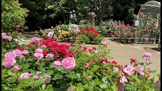 バラの咲く公園とオープンガーデン～市川市　Blooming Rose Gardens in Ichikawa City　５月 - 2023 -