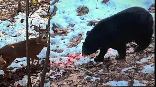 BEAR EATS HUNTER’S DEER!! HUNTER TAKES DOWN SECOND BEAR!!