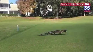 Hungry gator nabs food 'to go,' takes stroll across Florida golf course