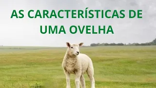 As características de uma Ovelha 🐑 (The characteristics of a Sheep)