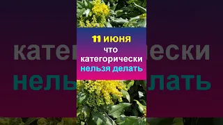 11 июня народный праздник день Феодосья Колосятница. Что нельзя делать. Народные традиции приметы