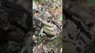 Жаба кушает... Жабий мукбанг. The toad eats...