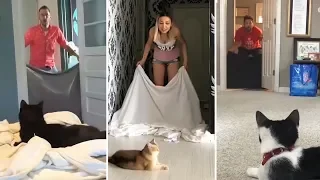 Cats React To Magic Trick With Blanket 🔴 Gatos Reaccionan Al Truco De Magia Con Manta