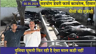 भैंसों की एजेंसी || सहयोग डेयरी फार्म || Sahyog Dairy Farm Kabrail, Hisar || 20 Buffalo