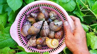 WOW FUN! Looking for Snail Snails, Flat Snails and Frogs [Snail Snails & Hermit crabs]