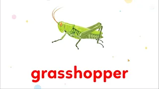 Grasshopper - Centipede | Animal names and sounds | Learn English for Kids - Kids vocabulary