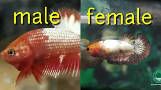 4 How To Distinguish Between Male and Female Betta Fish ( VERY EASY )