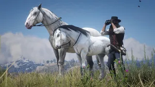 The White Arabian Horse | Arthur Got Kick In The Face | RDR 2 PC Game Play 2023