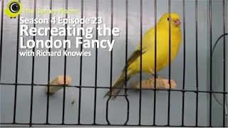 The Canary Room Season 4 Episode 23 - The London Fancy with Richard Knowles