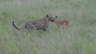Incredible footage of leopard behaviour during impala kill - Sabi Sand Game Reserve, South Africa-10
