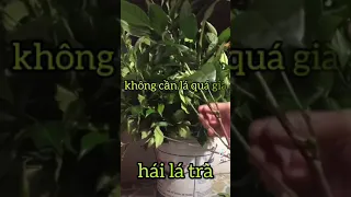 💯Cách Nấu Trà Xanh Uống Tốt Cho Sức Khoẻ Tăng triệu view tiktok kkk