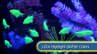 GloFish Aquarium Kit w/ Hood, LED Lights and Whisper Filter