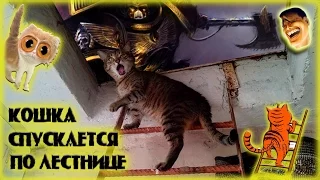 Кошка спускается по лестнице. Кошак на леснице. Ржач до слёз.