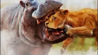 Бегемот атаковал  Львицу,десять Львов не смогли ей помочь #animal #lion #animals