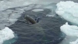 Orca Whale type C w/ twins Ross Sea Antarctica