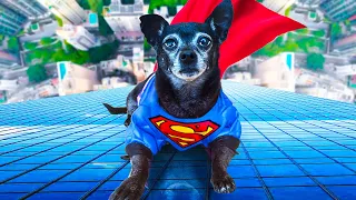 Transforming Our Dogs Into Superheros To Protect Baby