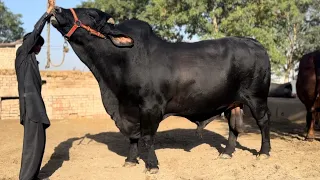Punjab Heaviest Bulls Aman Cattle Farm | Hashim Kay Bachry | @SSTvs