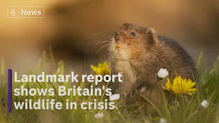 Nature in crisis: landmark report reveals plummeting British wildlife