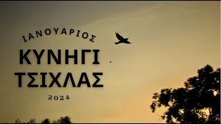 Κυνήγι Τσίχλας στην Κύπρο - Ιανουάριος 2024 (Hunting Song Thrush ) - أغنية الصيد القلاع