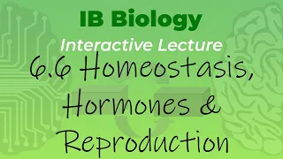 IB Biology 6.6 - Homeostasis, Hormones & Reproduction - Interactive Lecture