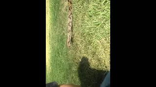 Colombian red tail boa! (huge)