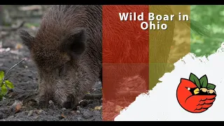 Clean Marinas: Wild Boar in Ohio