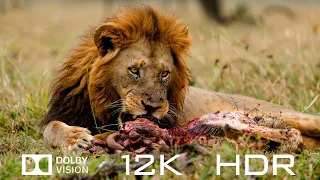 The Most Beautiful Animals In Dolby Vision 12K HDR 120fps - Relaxing Piano Music